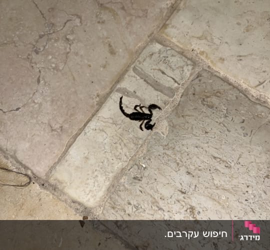 עקרב על רצפה מרוצפת, קשור ללכידת מזיקים